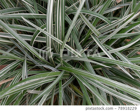 Lily turf with spots on one side 78918229