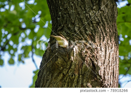 Sparrow sits on a tree trunk near the hollow 78918266