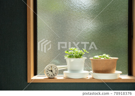 室內種植的時鐘和香草（芳香和羅勒） 室內 78918376