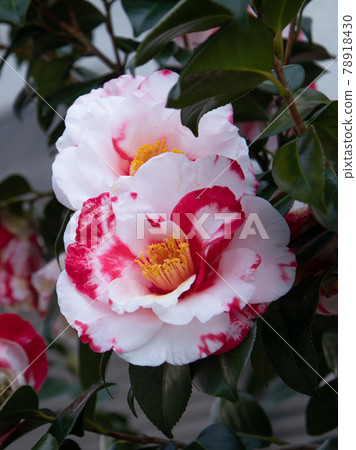 紅色和白色山茶花 78918430