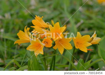 北海道花 端莊的黃花菜 寫真素材六月【拍攝地：北海道】 78918454