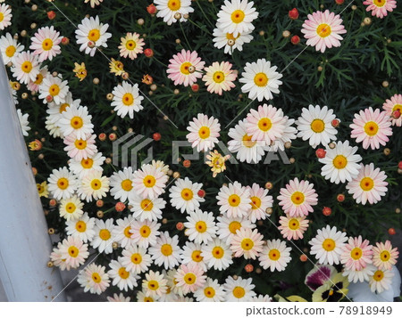 花 花 78918949