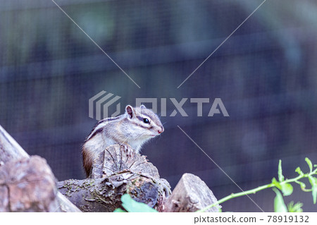 Cute chipmunk healing and refreshing Cute chipmunk healing and refreshing 78919132