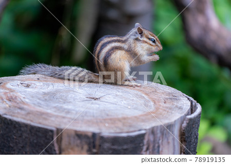 Cute chipmunk healing and refreshing Cute chipmunk healing and refreshing 78919135