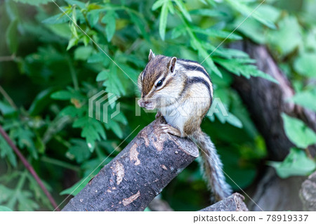 Cute chipmunk healing and refreshing 78919337