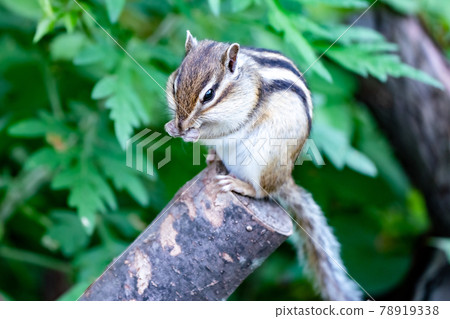 Cute chipmunk healing and refreshing 78919338