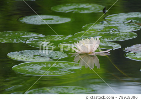 睡蓮在雨中 78919396