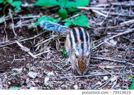 Cute chipmunk healing and refreshing 78919628