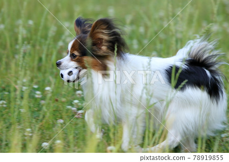Papillon 初夏在公園裡玩耍 Papillon 初夏在公園裡玩耍 78919855