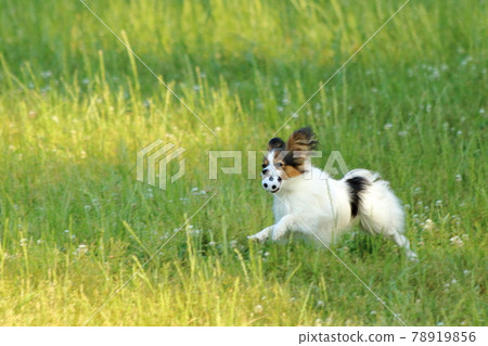 Papillon 初夏在公園裡玩耍 Papillon 初夏在公園裡玩耍 78919856