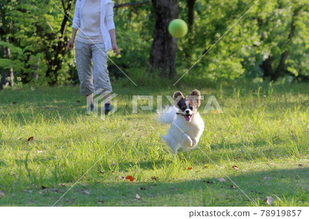 Papillon 初夏在公園裡玩耍 Papillon 初夏在公園裡玩耍 78919857