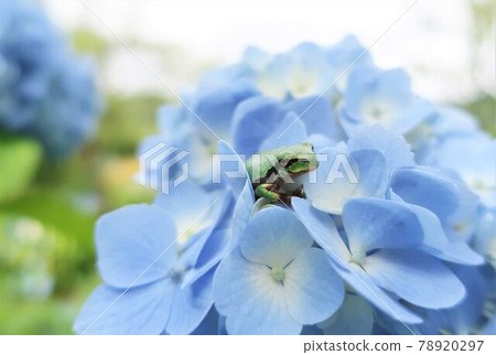 Cute rain frog on hydrangea Cute rain frog on hydrangea 78920297