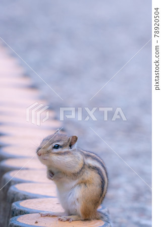 Cute chipmunk healing and refreshing 78920504