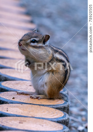Cute chipmunk healing and refreshing 78920505