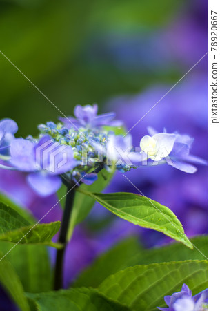 開始盛開的繡球花 78920667