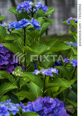 開始盛開的繡球花 78920668