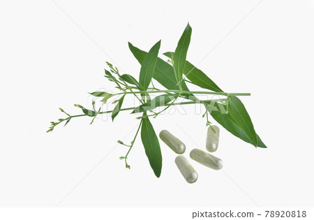 Andrographis paniculata plant on white background Andrographis paniculata plant on white background 78920818
