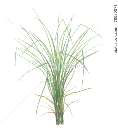 香根草 Usaru Kasukasugaya 香根草 Usaru Kasukasugaya 78920871