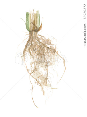 香根草 Usal Kasukasugaya 根 香根草 Usal Kasukasugaya 根 78920872