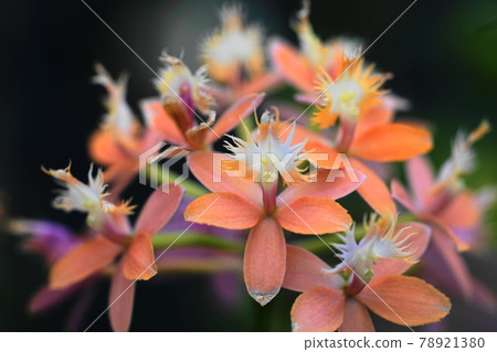 六月調布 1021 Epidendrum Orchidaceae, Jindai Botanical Garden 78921380