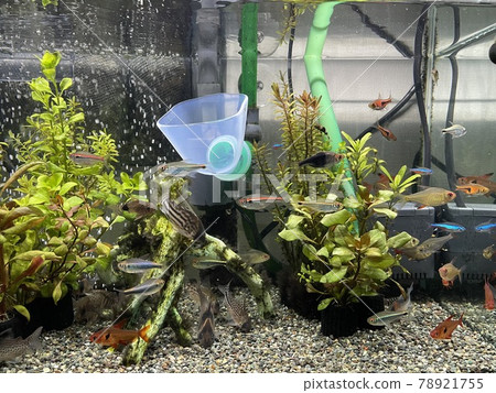 Aquarium tropical fish tank Aquarium tropical fish tank 78921755
