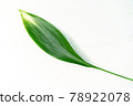 白色背景上的綠葉 78922078
