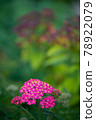 田野裡的粉紅蓍草 78922079