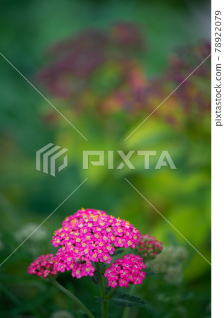 田野裡的粉紅蓍草 田野裡的粉紅蓍草 78922079