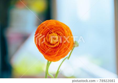 盛開的橙色毛茛屬植物 78922081