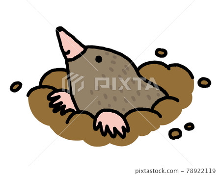 Mole / animal Mole / animal 78922119