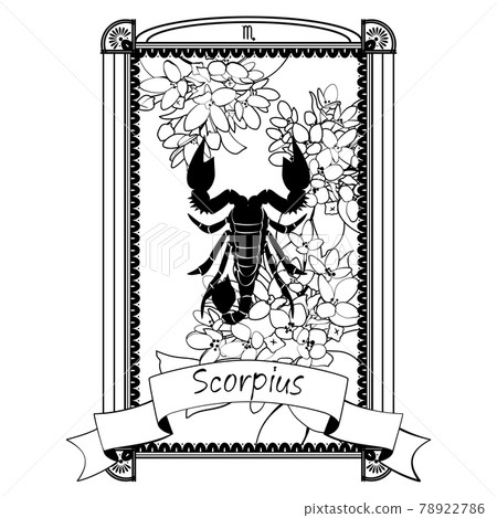 花和天蠍座的插圖 78922786
