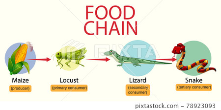 Science food chain diagram 78923093