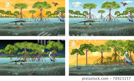 Different mangrove forest landscape scenes with animals and plants Different mangrove forest landscape scenes with animals and plants 78923157