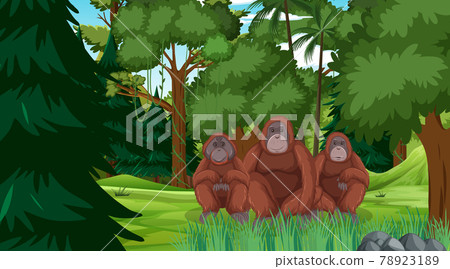 Orangutan in forest or rainforest scene with many trees 78923189