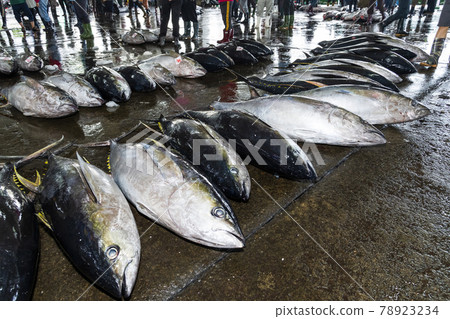 Frozen tuna piled on the ground at the fish market waiting for auction, donggang fish market auction scene in Pingtung, Taiwan. 78923234