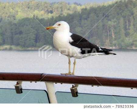 基於客船欄杆的海鷗 基於客船欄杆的海鷗 78923336