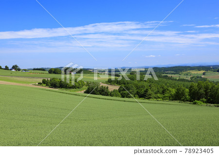 Rural scenery of Kamifurano-cho, Hokkaido 78923405