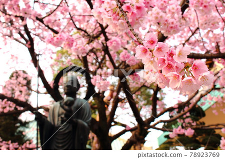 Early blooming cherry blossoms (Angyo cherry blossoms) and Jizo statue Early blooming cherry blossoms (Angyo cherry blossoms) and Jizo statue 78923769