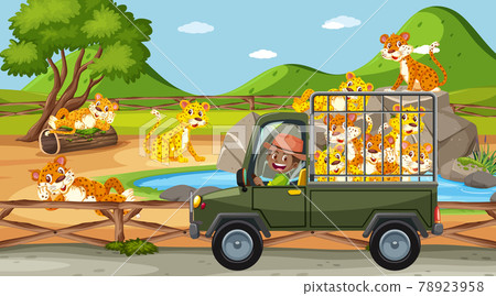 Safari scene at daytime with leopard group on pickup truck Safari scene at daytime with leopard group on pickup truck 78923958