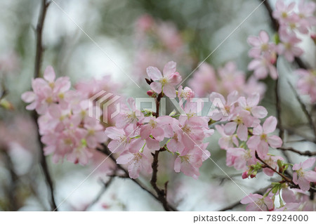 a close up of Cherry Blossom at hong kong tko park a close up of Cherry Blossom at hong kong tko park 78924000