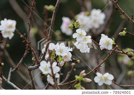 a close up of Cherry Blossom at hong kong tko park a close up of Cherry Blossom at hong kong tko park 78924001