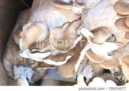 Closeup fresh Oyster Mushroom 78924077