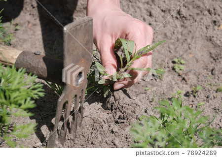 Girl farmer removes weeds from field 78924289