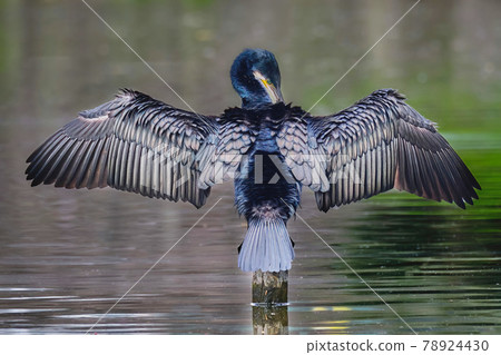 The appearance of a great cormorant that looks like it is wearing armor when its wings are spread The appearance of a great cormorant that looks like it is wearing armor when its wings are spread 78924430