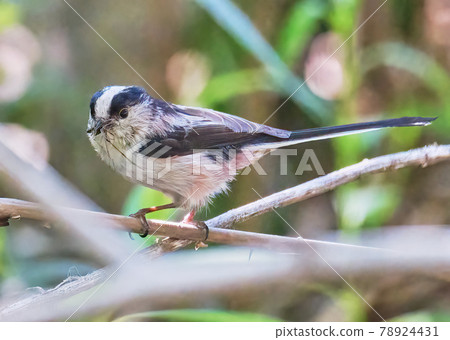Long-tailed tit that caught a feather bug 78924431