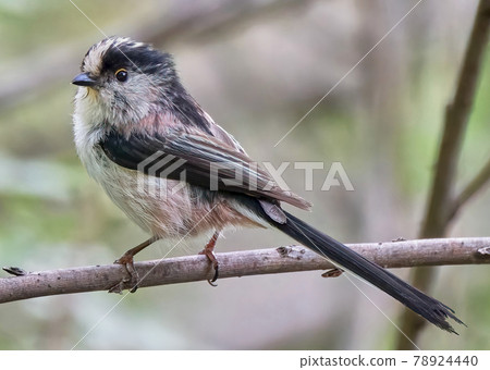 Long-tailed tit with a magenta look on the lower abdomen, the second smallest bird in Japan 78924440