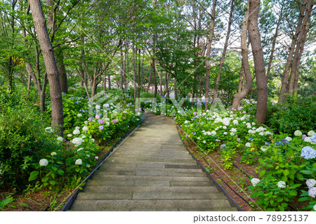 神奈川縣橫濱市八景島的繡球花 神奈川縣橫濱市八景島的繡球花 78925137