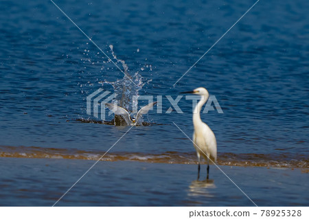 藍色的大海和鳥類。 藍色的大海和鳥類。 78925328