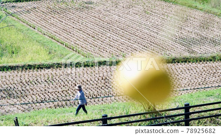 Signs of autumn, oranges colored on the rice field side after cutting 78925682