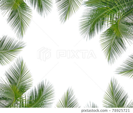 coconut leaves on white background 78925721